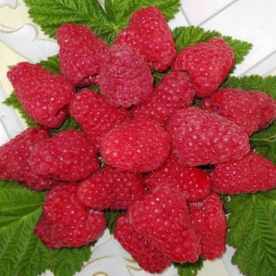 Сладкая в Дзержинске