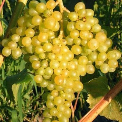 Желтый в Дзержинске