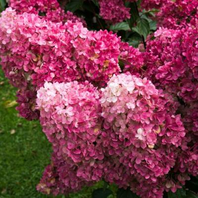 Фрайз в Дзержинске