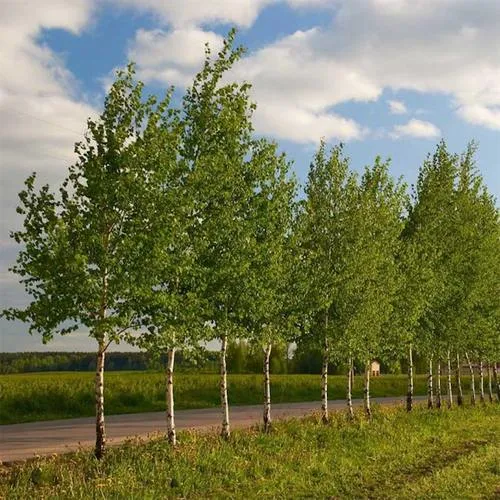 Береза обыкновенная в Дзержинске