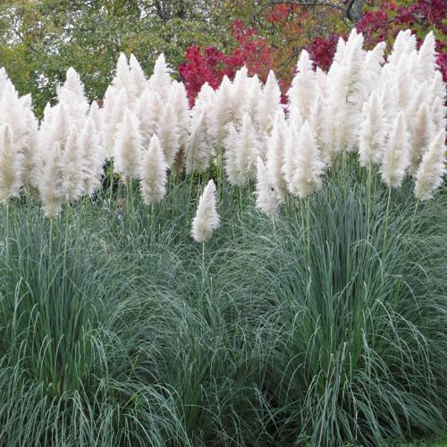 Кортадерия белая (пампасная трава) в Дзержинске