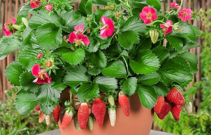 Клубника: виды, сроки созревания и лучшие сорта