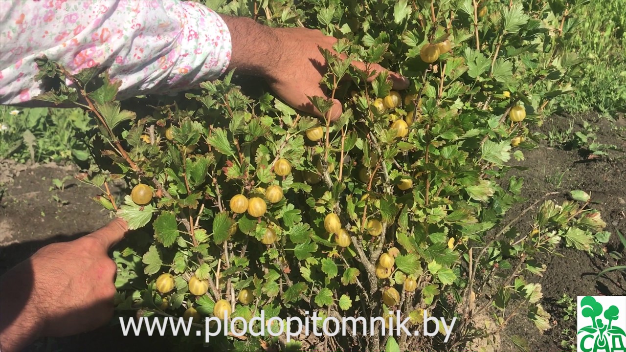 Превью видео