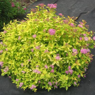 Голден в Дзержинске