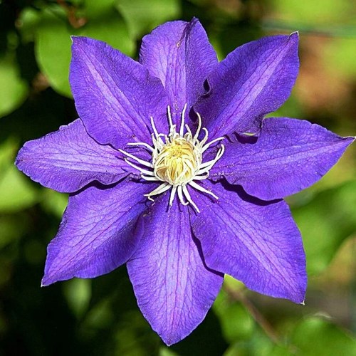 Клематис ЗЕ ПРЕЗИДЕНТ в Дзержинске