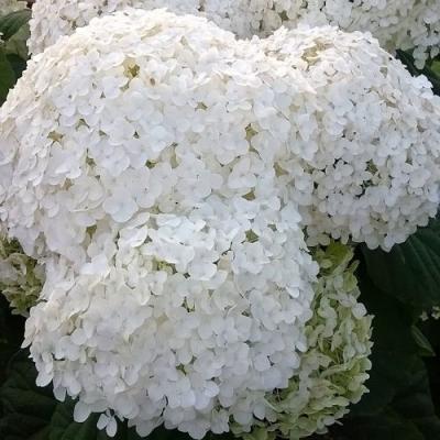 Белая в Дзержинске