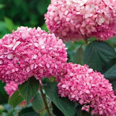 Розовая в Дзержинске