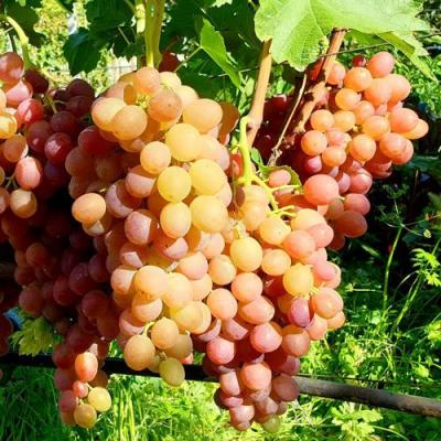 Сладкий в Дзержинске