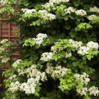 Черешковая в Дзержинске