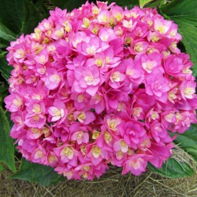 Ремонтантная в Дзержинске