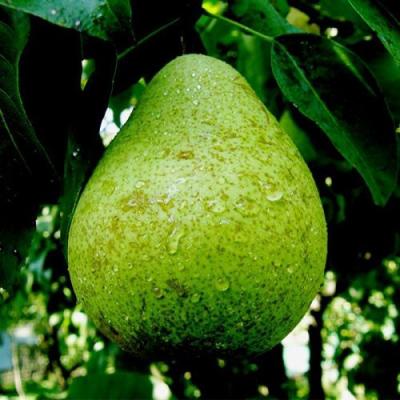 Зеленая в Дзержинске