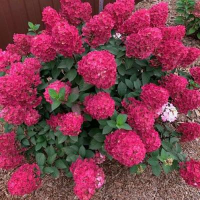 Красная в Дзержинске