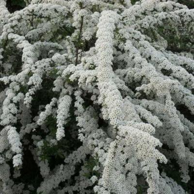 Серая в Дзержинске