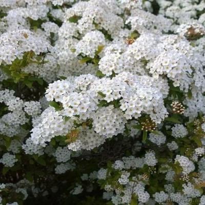 Белая в Дзержинске