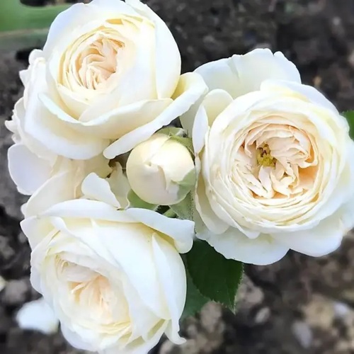 Роза АРТЕМИС шраб в Дзержинске