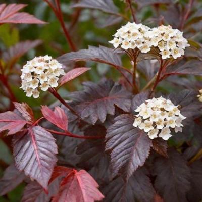 Бордовый в Дзержинске