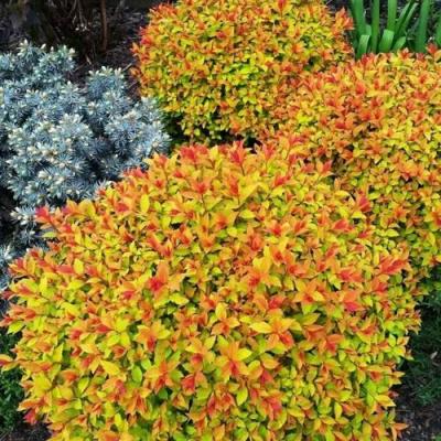 Низкорослая в Дзержинске