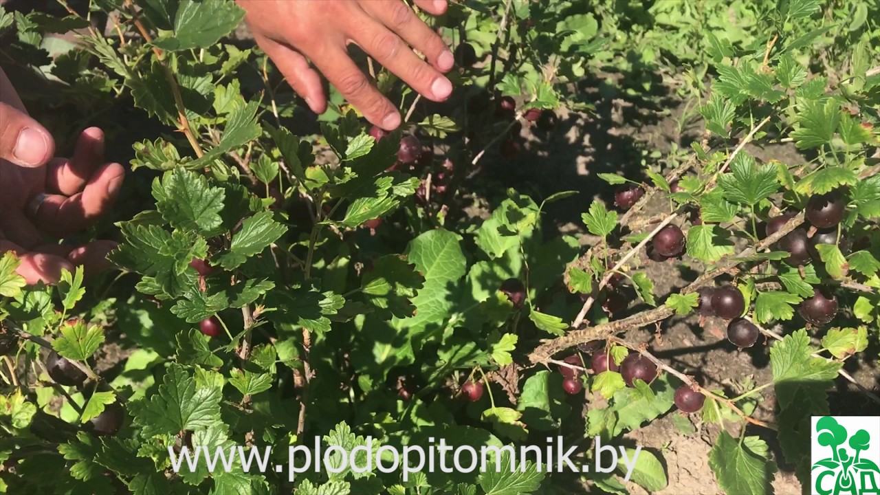 Превью видео