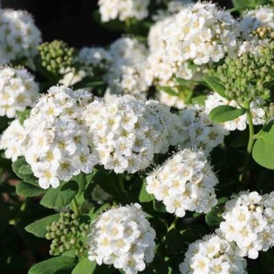 Березолистная в Дзержинске