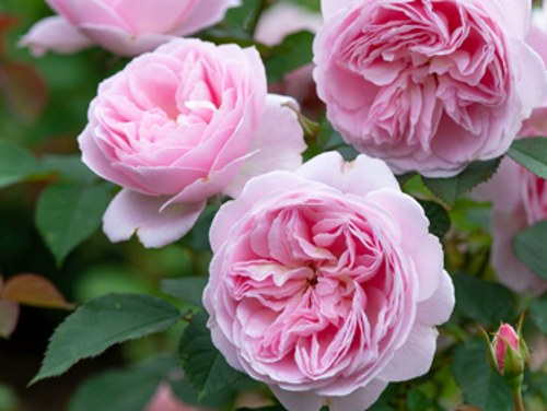 Гид по английским розам (Дэвида Остина)