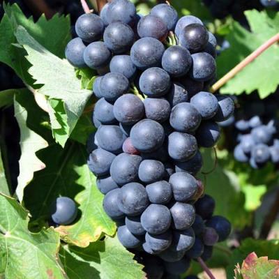 Круглый в Дзержинске