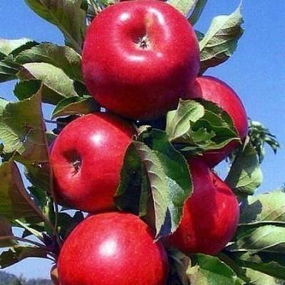 Колонновидные яблони в Дзержинске