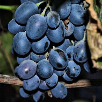 Синий в Дзержинске