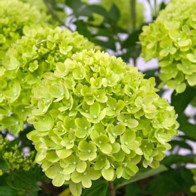 Зеленая в Дзержинске