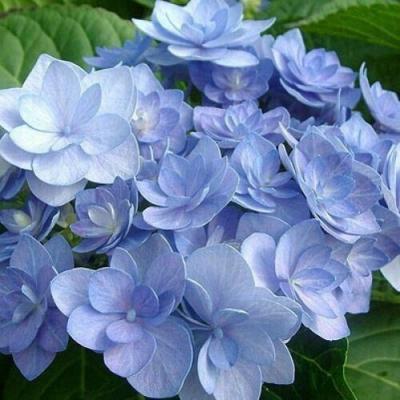 Голубая в Дзержинске