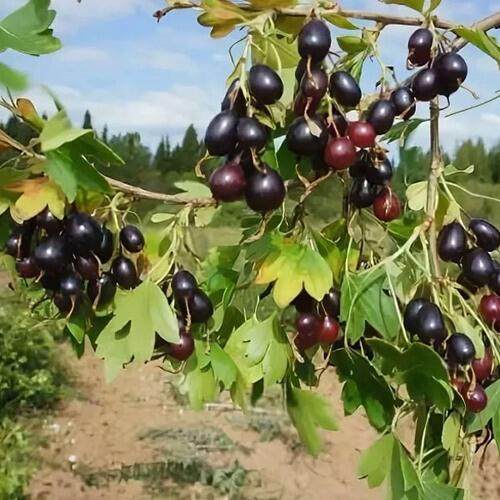 Смородина золотистая ЛЕВУШКА в Дзержинске