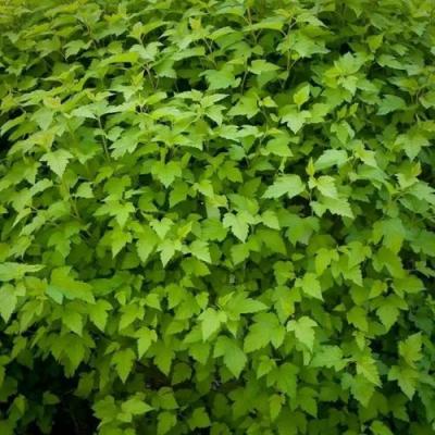 Зеленый в Дзержинске