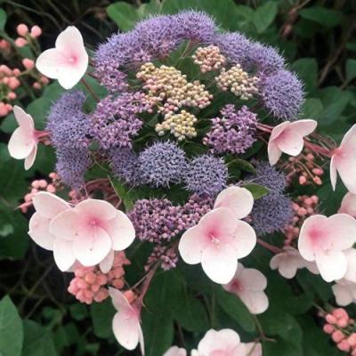 Шершавая в Дзержинске