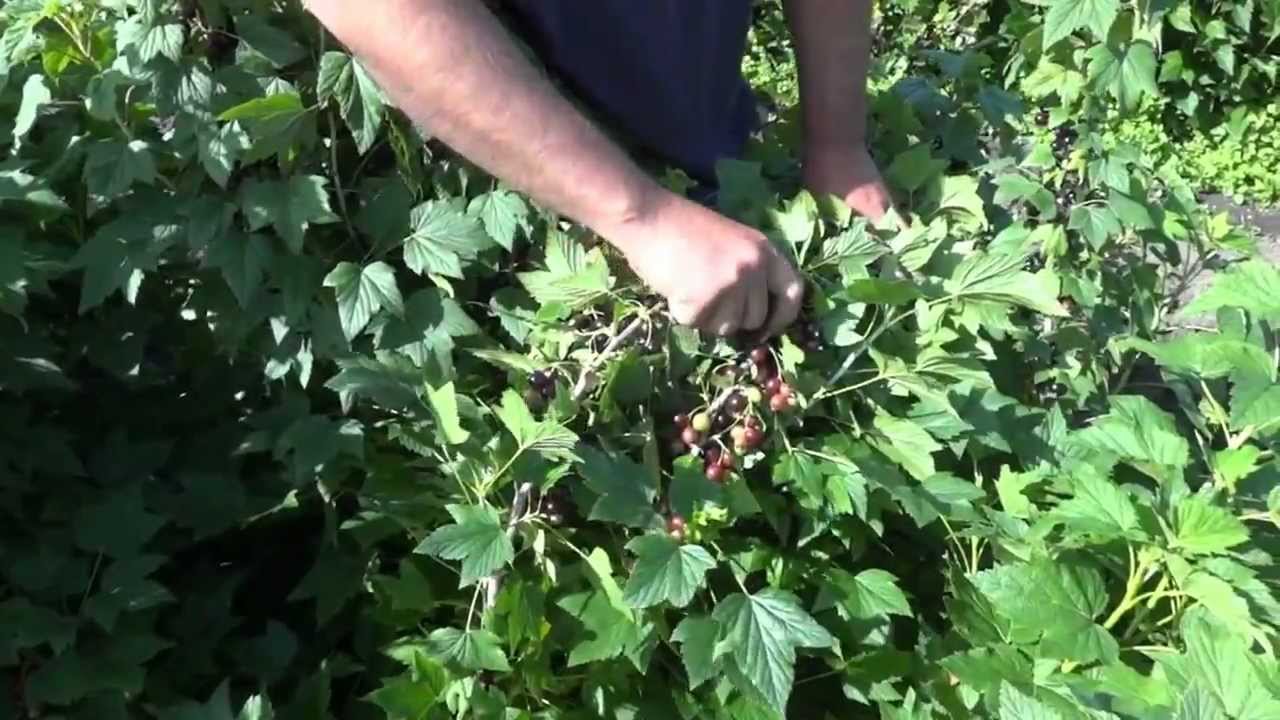 Превью видео