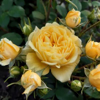Роза флорибунда в Дзержинске
