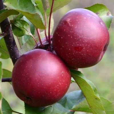 Яблоня красномясая в Дзержинске