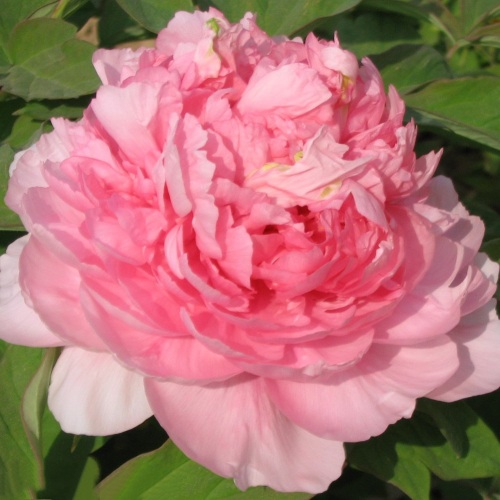 Пион ИМПЕРАТОРСКАЯ НАЛОЖНИЦА древовидный в Дзержинске