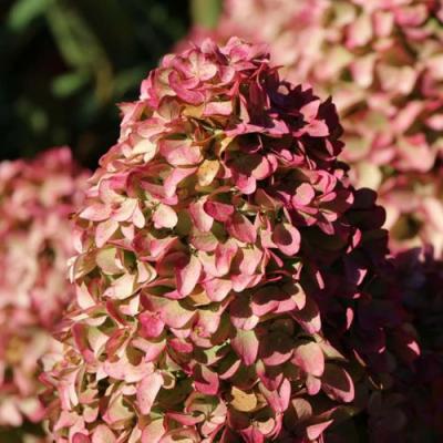 Мэджикал в Дзержинске