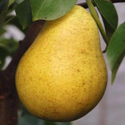 Крупная в Дзержинске