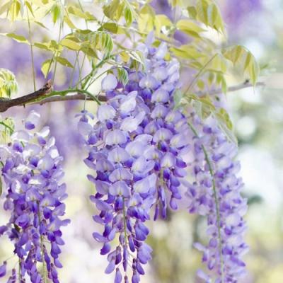 Глициния в Дзержинске