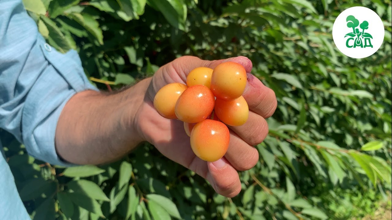 Превью видео