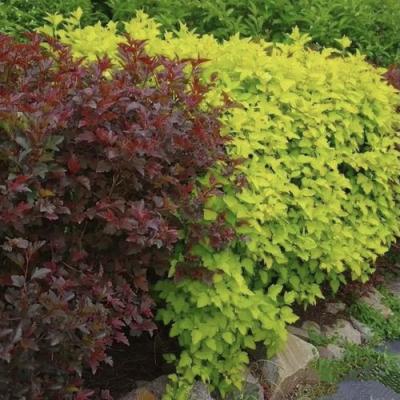 Калинолистный в Дзержинске