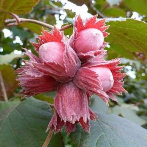 Фундук СКАРЛЕТТ в Дзержинске