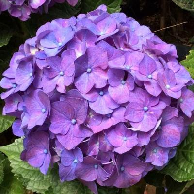 Фиолетовая в Дзержинске