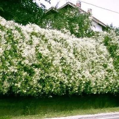 Фаллопия в Дзержинске