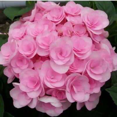 Махровая в Дзержинске