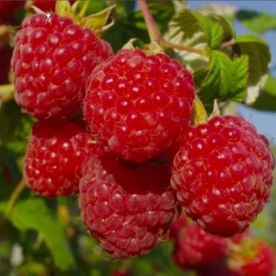 Ранняя в Дзержинске