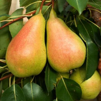 Сладкая в Дзержинске