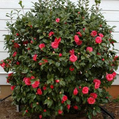 Камелия в Дзержинске