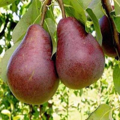 Красная в Дзержинске