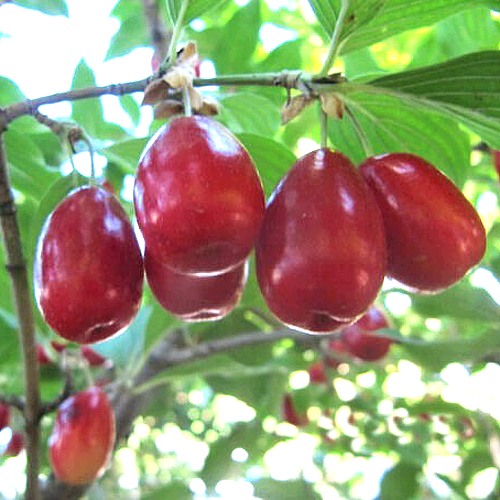 Кизил ЛУКЬЯНОВСКИЙ в Дзержинске